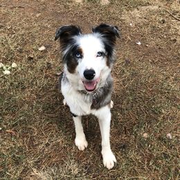 Chloe - Australian Shepherd