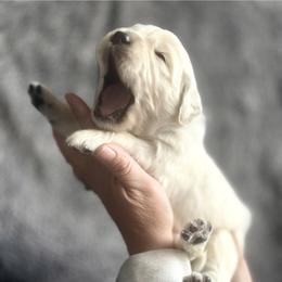 Boy pick 5 - Light golden male Golden Retriever puppy in Waterford, Pennsylvania from Living on Faiths Golden Retrievers