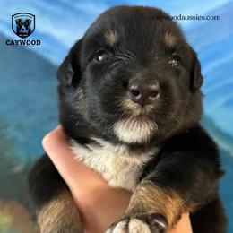 Forge - Black tri-color male Australian Shepherd puppy in Columbia, Kentucky from Caywood Aussies