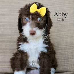 Abby - Brown and white female Sheepadoodle puppy in Comanche, Texas from Central Texas Doodles, LLC.