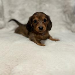Purple Heart girl (dapple) - Dapple female Dachshund puppy in Chehalis, Washington from McJazzin Doxies