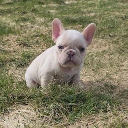Orange Juice - Cream male French Bulldog puppy in Warsaw, New York from Hillview Kennels