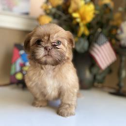 Girl 1 - Gold female Shih Tzu puppy in Troy, Michigan from "Shihtzu Best Friend"