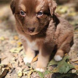 Briar - Red tri-color female Australian Shepherd puppy in Cable, Ohio from Resolute Aussies