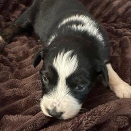 Scourge - Black tri-color male Australian Shepherd puppy in Albertville, Alabama from Salt Creek Aussies