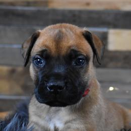 Boerboels from Blueline Boerboels