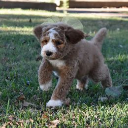 Old English Sheepdog and Sheepadoodle Puppies from Dallas Doodle Ranch