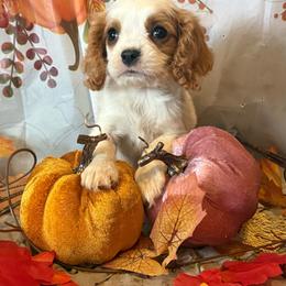 Toto - Blenheim male Cavalier King Charles Spaniel puppy in Conway, Missouri from Jordan  Harrison