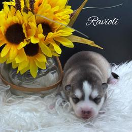 Ravioli - Wolf sable female Pomsky puppy in Venus, Pennsylvania from Hemlock Pines Pomsky