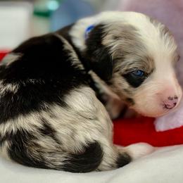 Blue collar with tail - Blue merle male Miniature Australian Shepherd puppy in 32046, Florida from River Hill Ranch