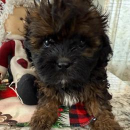 Jolene - Red female Shihpoo puppy in Colonial Beach, Virginia from BeachRidge Pups