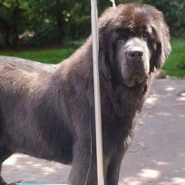Stealth - Newfoundland