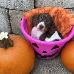 Winnie - Chocolate and tan female Dachshund puppy in Centralia, Washington from Daweshunds