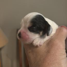 Zeus - Black white and tan male Cocker Spaniel puppy in Sautee Nacoochee, Georgia from Candy's Cockers