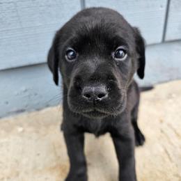 Green Boy - Black male Labrador Retriever puppy in Elk Grove, California from Labrador Trails