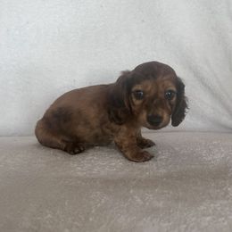 Dachshund Puppies from Krazy Acre Farm