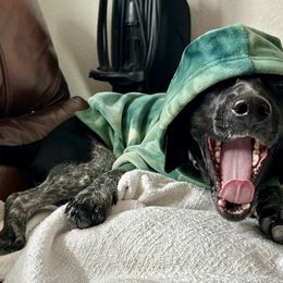 Sam - Black and white male Beagle puppy in Peyton, Colorado from Bluebonnet Kennels