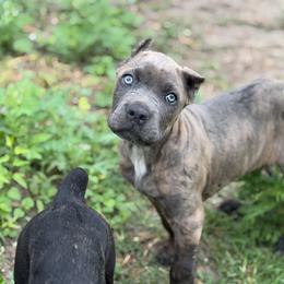 Female - Gray brindle female Cane Corso puppy in Sandia, Texas from OneTime Cane Corso