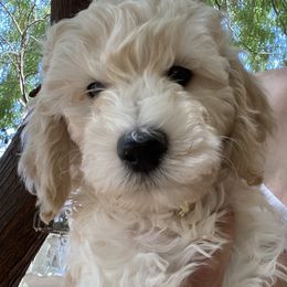 Australian Cobberdog Puppies from Mud Pies Australian Cobberdogs