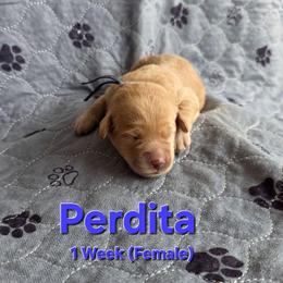Perdita - Cream female Labradoodle puppy in Genoa City, Wisconsin from Sakura Pups