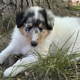 Collie Puppies from Hedge Haven Farm