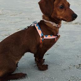Dachshunds from Burnett’s Dachshunds
