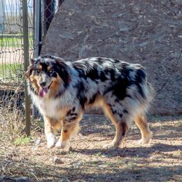 Spring - Australian Shepherd