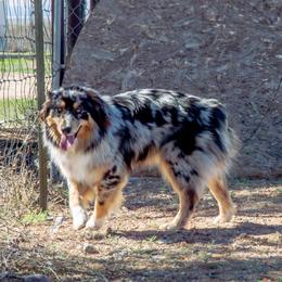 Spring - Australian Shepherd