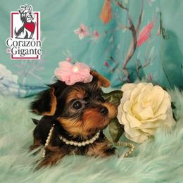 Eloise Bridgerton - Black and tan female Yorkshire Terrier puppy in California from Corazon de gigante
