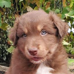 Basil - Red tri-color male Australian Shepherd puppy in Cottage Grove, Oregon from Farmstead Aussies