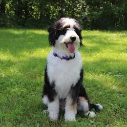 Bailey - Bernedoodle
