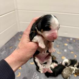 Girl 6 - Black tri-color female Aussiedoodle puppy in Heber City, Utah from Junipersdoodles