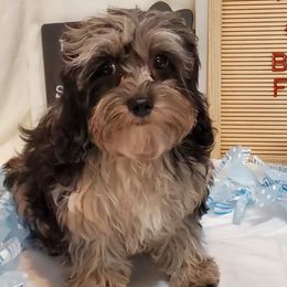 Goldendoodles from Mayra's Mini Doodles