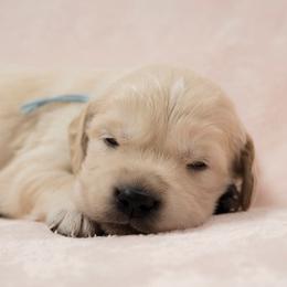 Golden Retrievers from East Bay Golden Retrievers