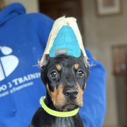 Doberman Pinscher Puppies from Day Hill Dobermans