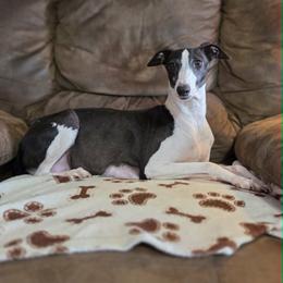 Jane - Italian Greyhound
