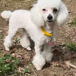 Athena - Poodle
