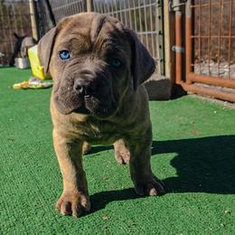 Alberto - Gray brindle male Cane Corso puppy in Nashville, Tennessee from Prestigious K9