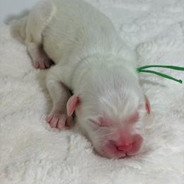 Captain - White male Great Pyrenees puppy in San Marcos, California from Faith Family Freedom Farm