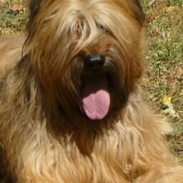 Briards from Briards De Bejaune