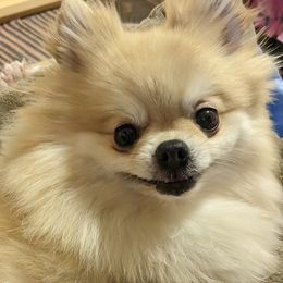Abby - Pomeranian