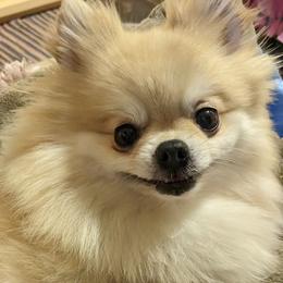 Abby - Pomeranian