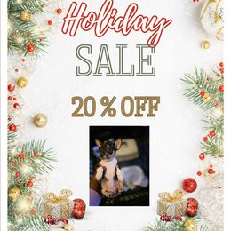 Diamond - Black and white female Chihuahua puppy in Camden, New Jersey from Maldonado Pet Life Breeder LLC.