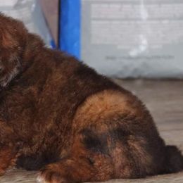 German Shepherd and Tibetan Mastiff Puppies from Von Reich Haus