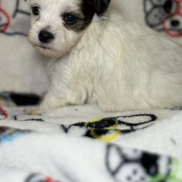 White boy - White and black male Chinese Crested puppy in Capac, Michigan from Puddles Palace Puppies