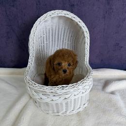 Suki(AKC) - Red  female Poodle puppy in Moreno Valley, California from Yanni's Poodle