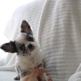 CKC Merle George - Merle male Chihuahua puppy in Brooklyn, New York from Cuties 4 You