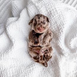 Whiskey - Merle male Goldendoodle puppy in Greencastle, Indiana from Willow & Co.