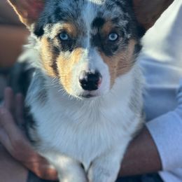 Doc - American Corgi