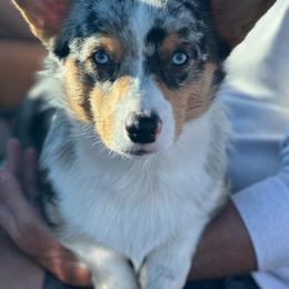 Doc - American Corgi